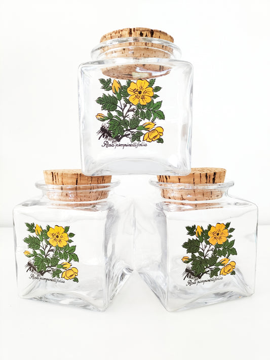 Bocal/ pot Rosa Pimpinellifolia (à l'unité)