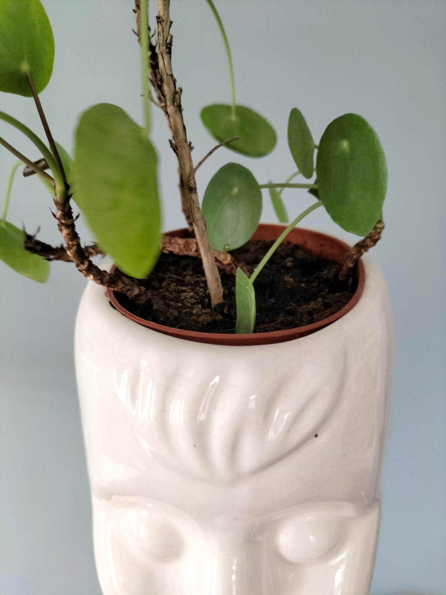 Cache-pot tête
