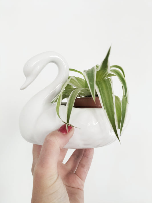 Petit cache-pot cygne