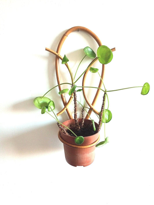 Porte plante mural en rotin - cetaitmieuxavant