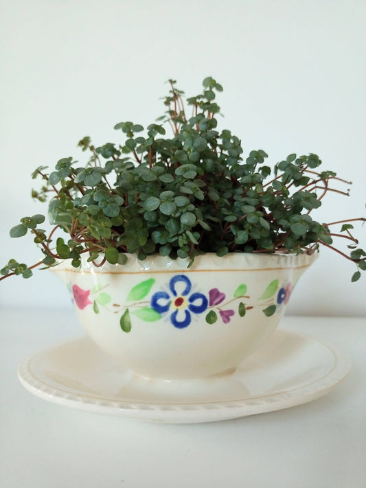 Saucière Boch la Louvière - cetaitmieuxavant