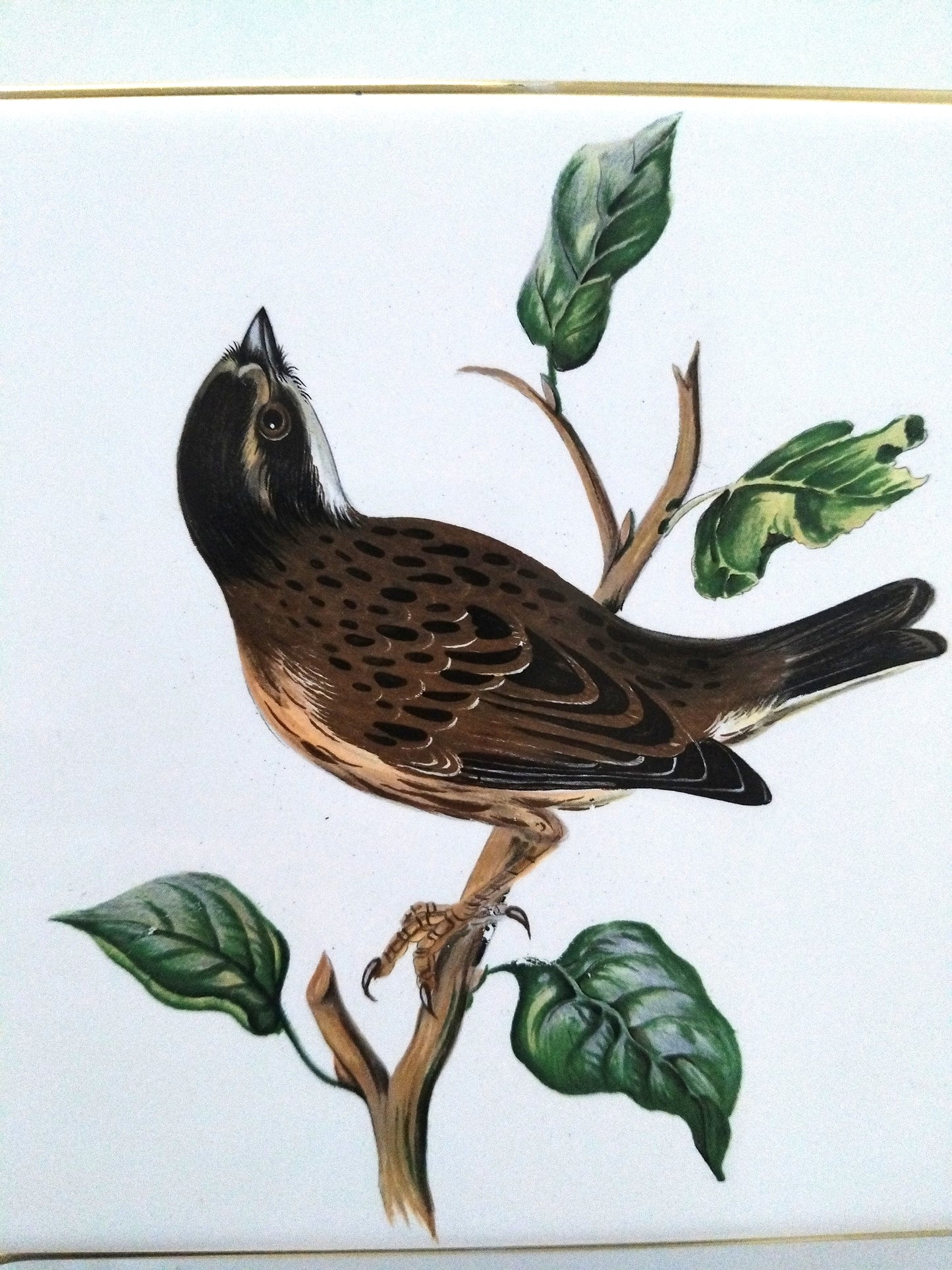 Dessous de plat Villeroy et Boch Bird